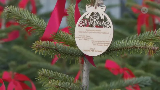 400 jodeł za elektrośmieci: w Ostrowcu znów odbyła się akcja „Choinka pod choinkę”