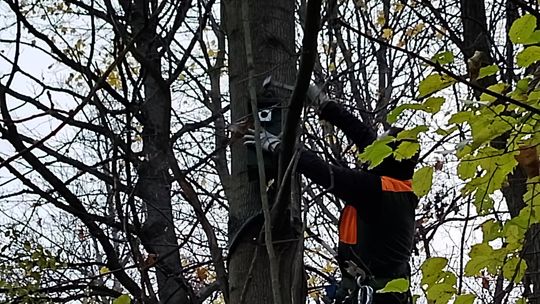 80 budek i 20 hoteli dla owadów i ptaków