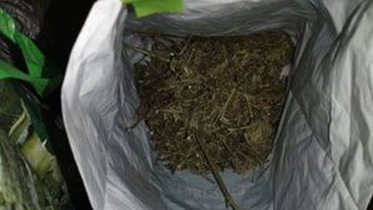 Areszt dla 31-latka z Kunowa za posiadanie blisko 470 g suszu i mefedronu