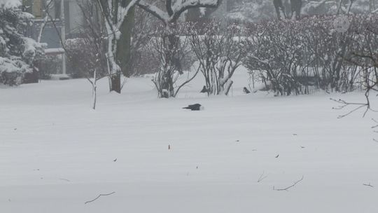 Blisko 20 ofiar wychłodzenia od listopada. Służby apelują przed kolejną falą mrozów