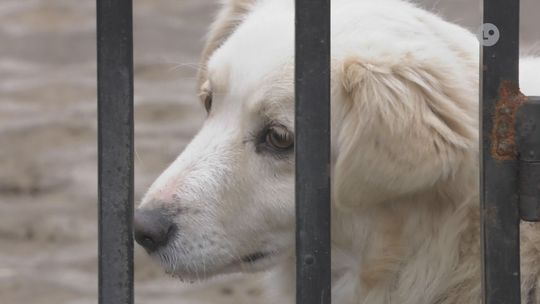 Buciki dla milusińskich