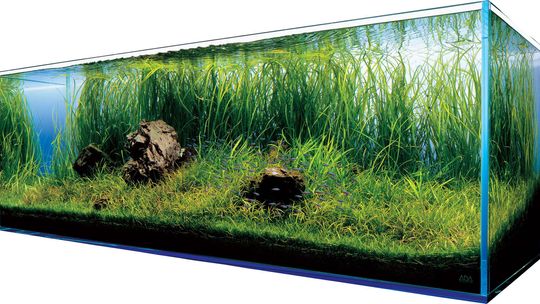 Co warto wiedzieć przed zakupem akwarium do domu?