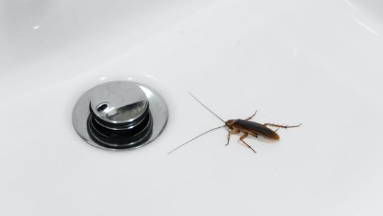 Deratyzacja dla firm: oto sprawdzone sposoby, by szybko pozbyć się szkodników