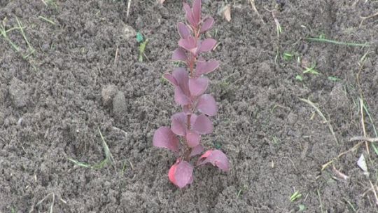 Drzewka zachęcają do segregacji