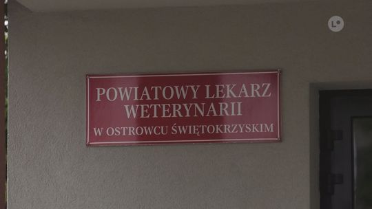 Dwa ogniska ASF w powiecie lipskim