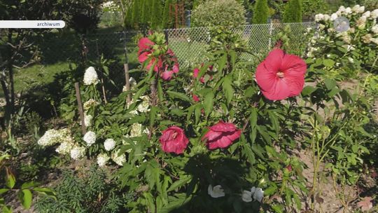 Działkowcy dostaną pieniądze z budżetu miasta
