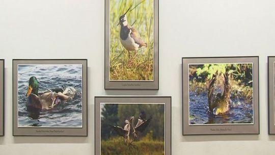 Fotografie malowane piórem