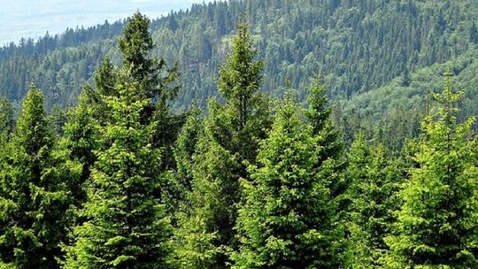 Gorce. Góry warte odkrycia