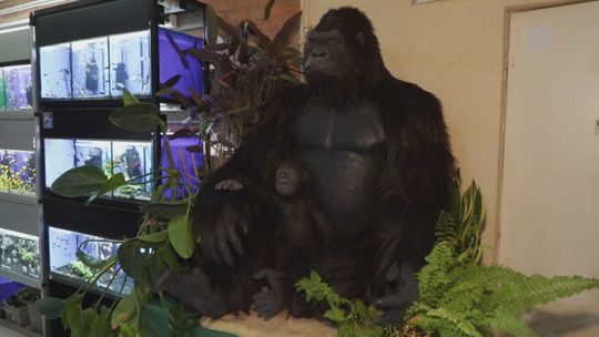 Goryl jednak nie trafi do muzeum? Zaskakujący pomysł dla centrum miasta