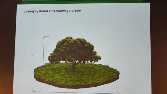 Jak prowadzić inwestycje bez strat dla zieleni