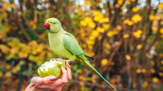 Jak dbać o zdrowie papugi - podstawa to naturalna karma z kompleksem witamin