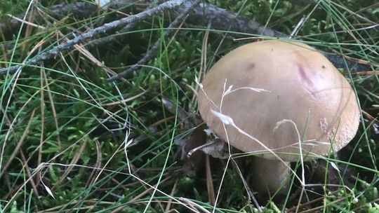 Jak rozpoznać grzyby, by uniknąć zatrucia?