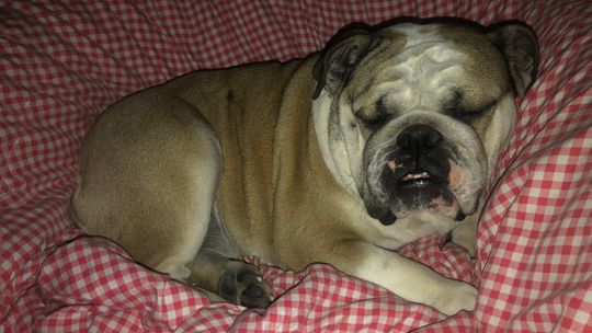 Jak zadbać o pupili w noc sylwestrową?