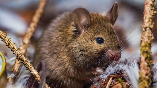 Jakie budynki najbardziej potrzebują deratyzacji?