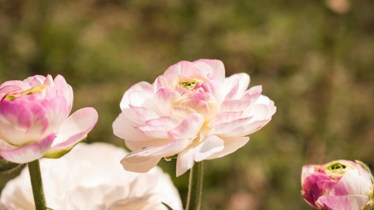 Jaskry – jak je uprawiać i pielęgnować w ogrodzie?