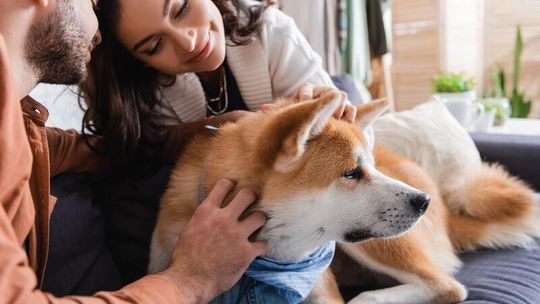 Jedziesz na urlop? Skorzystaj z petsittera i zapewnij swojemu pupilowi najlepszą opiekę