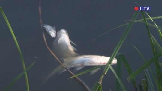 Kilka ton martwych ryb w Ostrowcu Św.