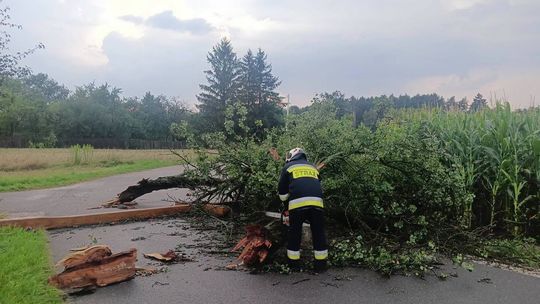 Konar runął na pielgrzymów