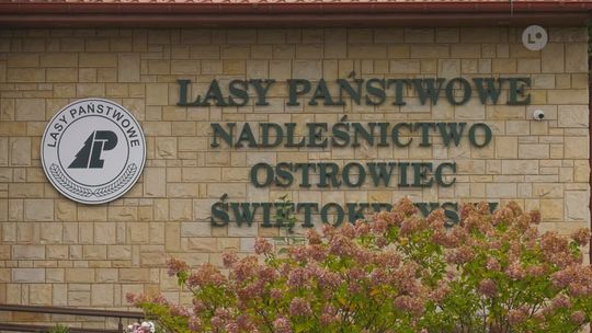 Leśnicy będą rozdawać sadzonki drzew