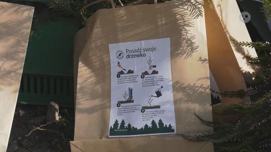 Leśnicy rozdawali dziś sadzonki drzew