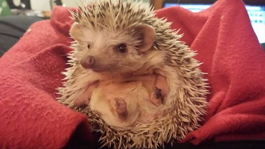 Międzynarodowy Dzień Jeża w Krzemionkach Międzynarodowy Dzień Jeża w Krzemionkach