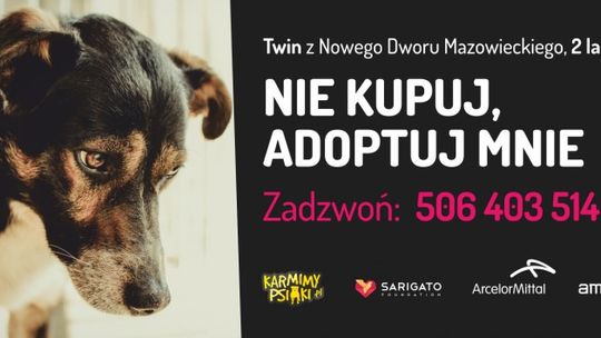 „Nie kupuj adoptuj”. 3 miliony kliknięć!
