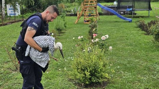 Nietypowa interwencja. Bocian ze złamanym skrzydłem i ranna sarenka uratowani