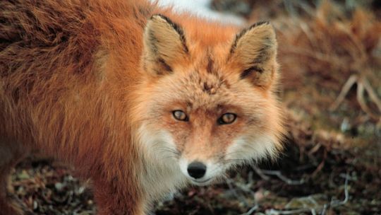 Od 10 października szczepienie lisów w województwie świętokrzyskim — co warto wiedzieć