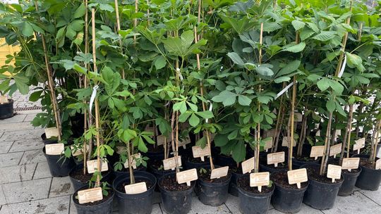 Ostrowczanie w nagrodę posadzą 159 drzew