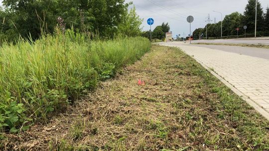 OSTROWIEC | Trawa w mieście. Problem czy naturalna ochrona?