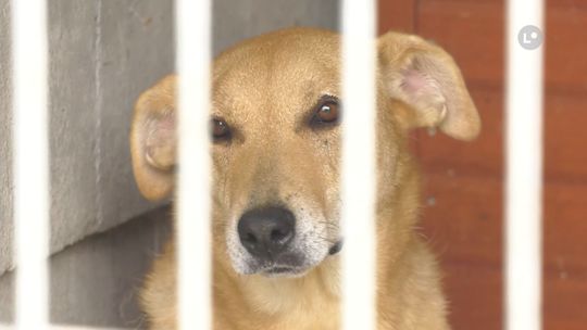 Paczka dla zwierząt: Pomóż bezdomniakom w Walentynki!