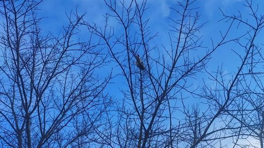 Pisemne podziękowania od wdzięcznej właścicielki kotka Pisemne podziękowania od wdzięcznej właścicielki kotka