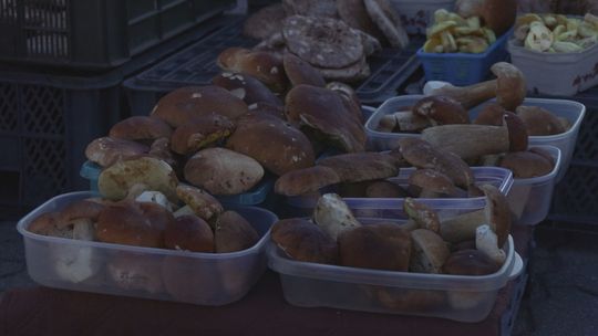 Policjantki przypominają o zasadach bezpieczeństwa podczas grzybobrania