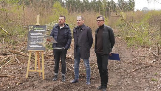 Polska 2050 sprzeciwia się wycince drzew