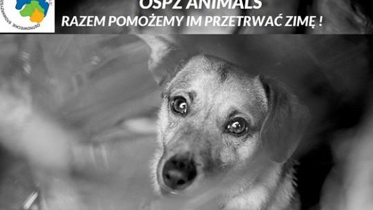Pomóżmy psiakom przetrwać zimę