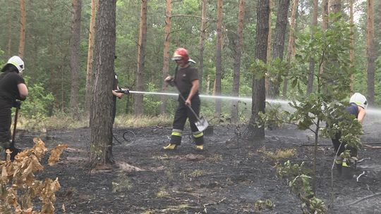Pożar lasu przy ul. Iłżeckiej