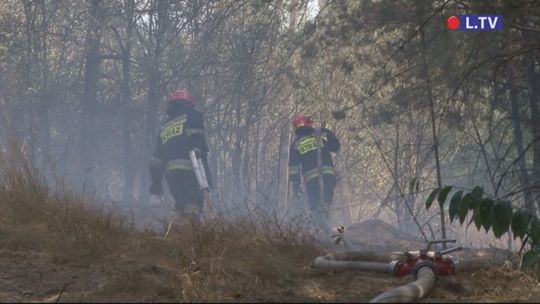 Pożar lasu w Ostrowcu Świętokrzyskim