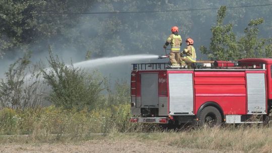 Pożary traw to już plaga. Płonie roślinność, giną zwierzęta