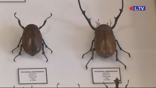 Poznaj fascynujący świat owadów!