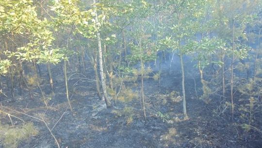 Przy ul. Iłżeckiej palił się las