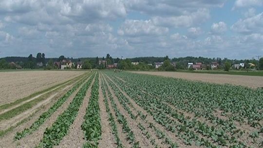 Rozsądnie wybierajmy pracę sezonową