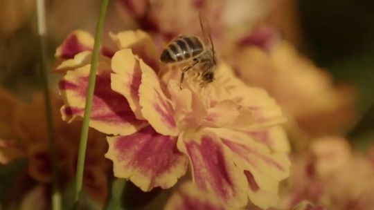 Rusza trzecia edycja konkursu o pszczołach
