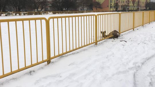 Sarna utknęła w ogrodzeniu boiska