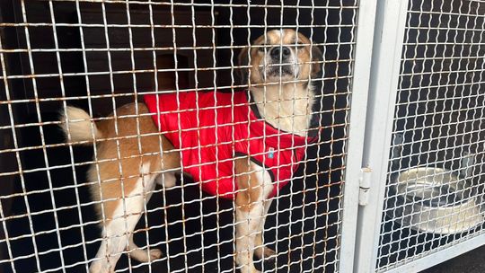 Schronisko w Janiku: dzień otwarty i stanowcza odpowiedź na zarzuty