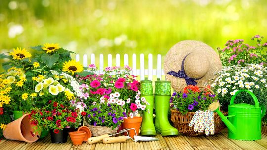 Sklep z nasionami Plantet.pl – szeroki wybór produktów od najlepszych producentów