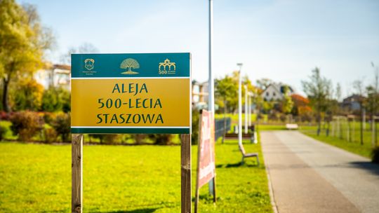 Staszów ma Aleję 500‑lecia — 56 drzew ufundowali i posadzili mieszkańcy