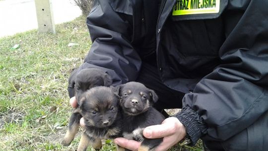 Strażnicy Miejscy pomagają zwierzętom