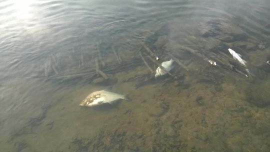 Tony martwych ryb w Połańcu