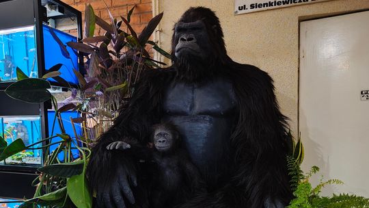 Unikatowa rekonstrukcja goryla w naturalnej wielkości. Dzieło ostrowieckiej firmy trafi do muzeum