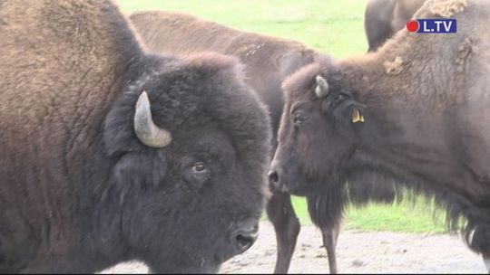 W obronie bizonów
